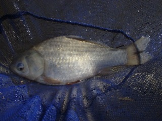 heramugi