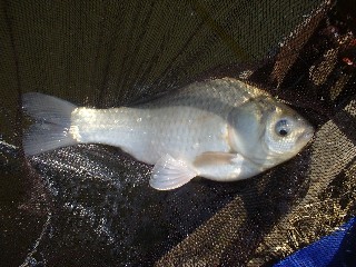 すっかり冬の釣りですな…