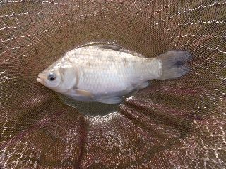 初物釣れました