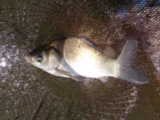 釣果が伸びない…