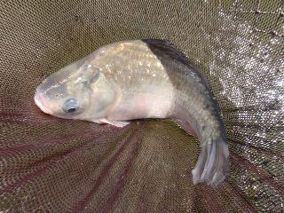 人がいない時に釣らなきゃね