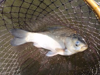 うん。ペレットいいかも