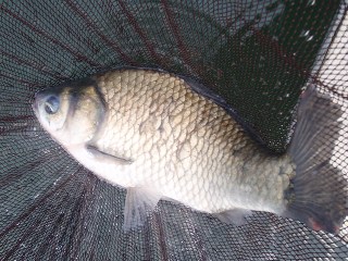 やっと釣れたぁ