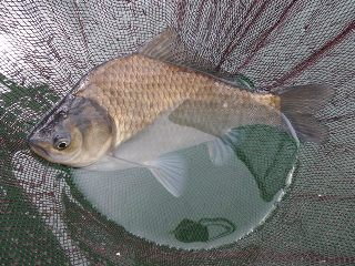 綺麗な魚体でした