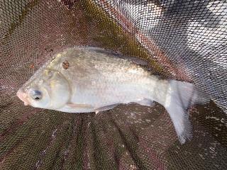 初物釣れました