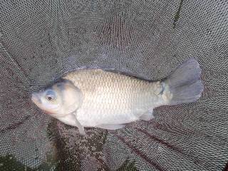 15尺竿でも釣れました