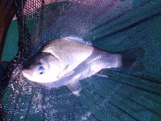 さわりのみ、ってのが多いんですよ