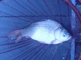 今年の初物、めでてぇなぁ