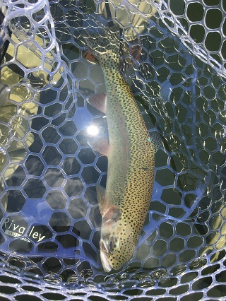 綺麗な魚体