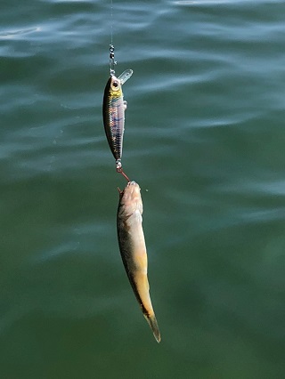 よく掛かるよね…