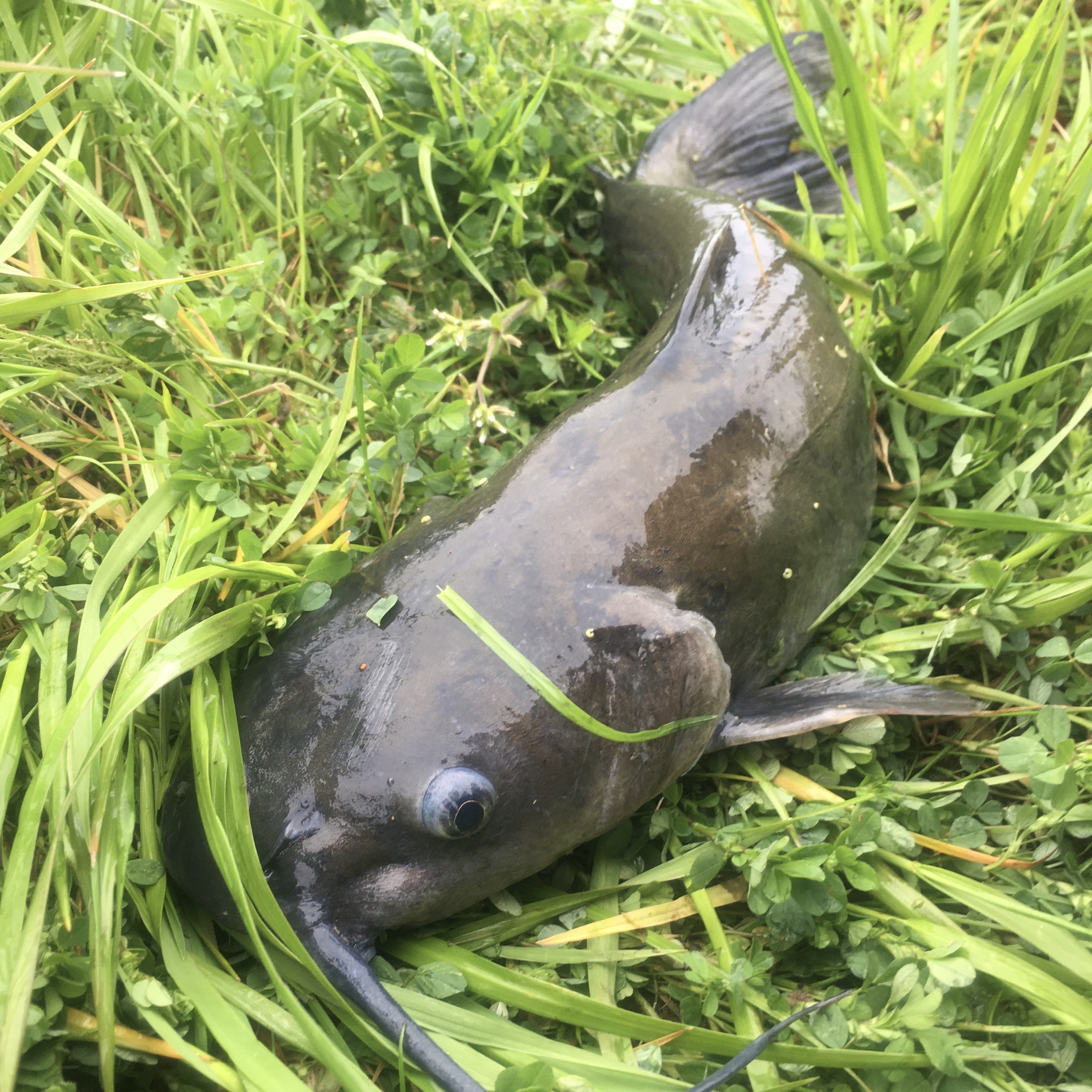 敵影確認！