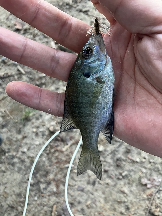 おちびブルーギル